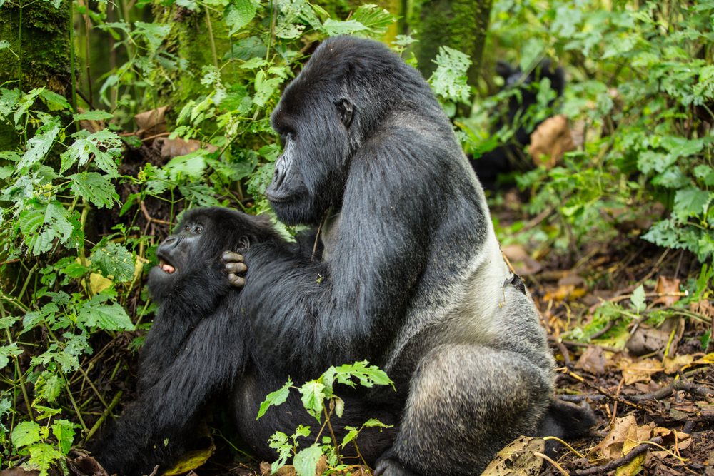 Virunga National Park