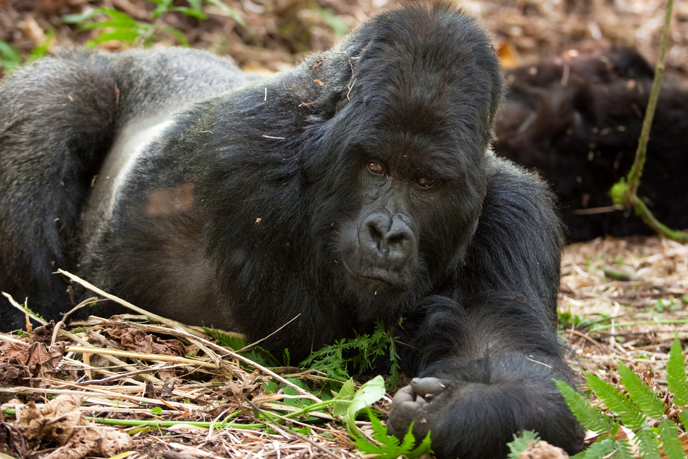 Volcanoes National Park