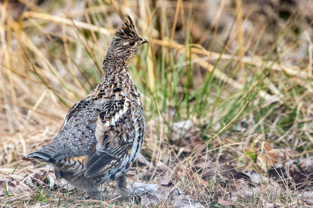 Voyageurs National Park