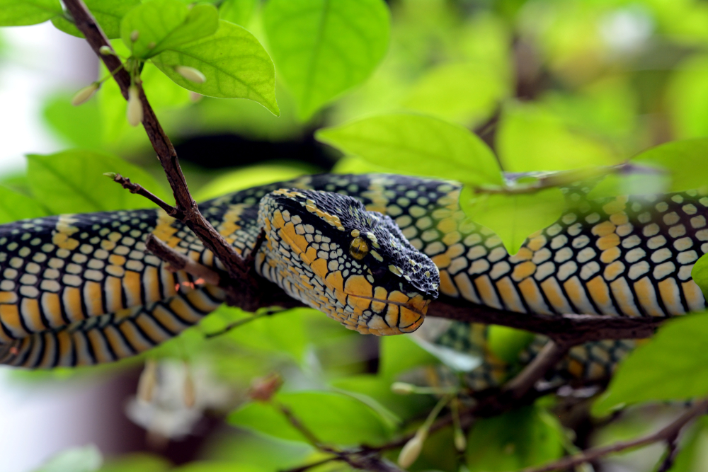 Penang National Park