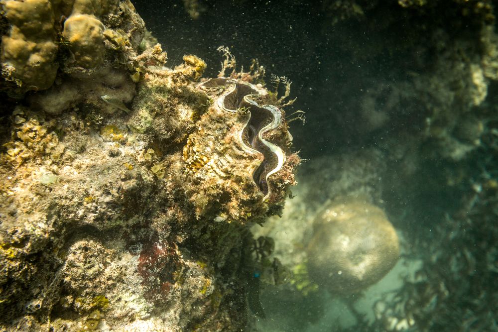 Watamu Marine National Park