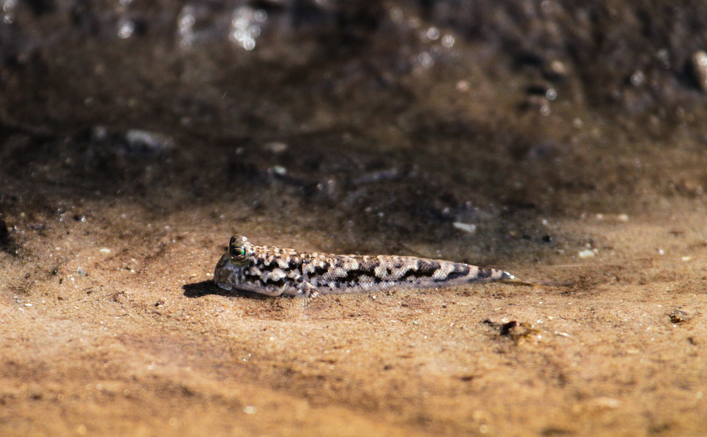 Watamu Marine National Park