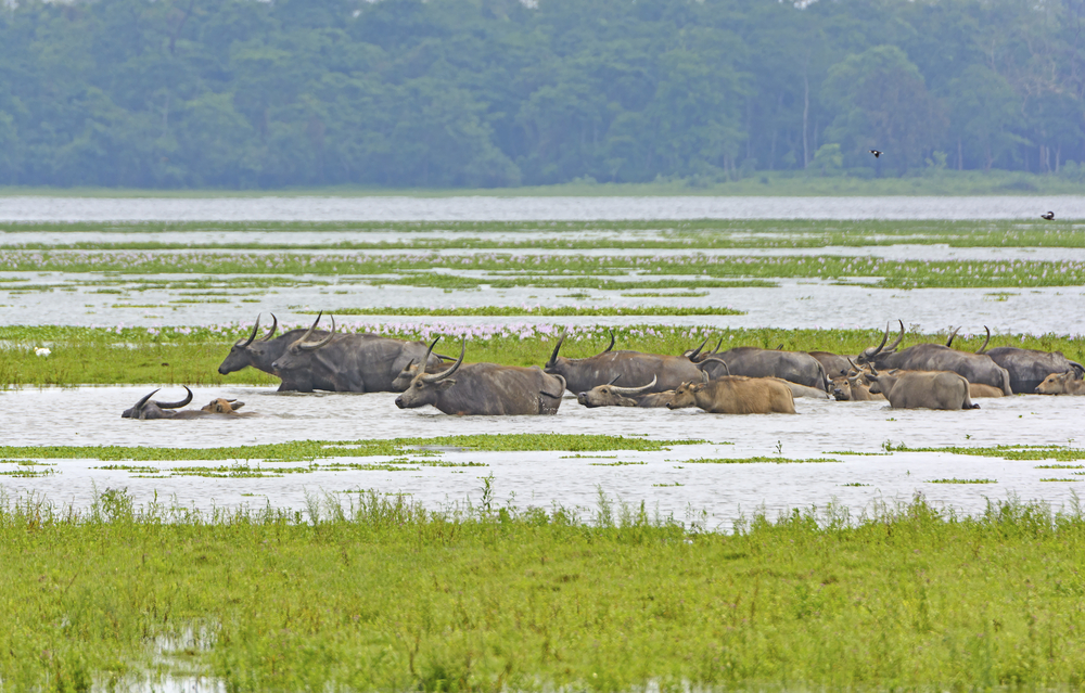 Kaziranga National Park