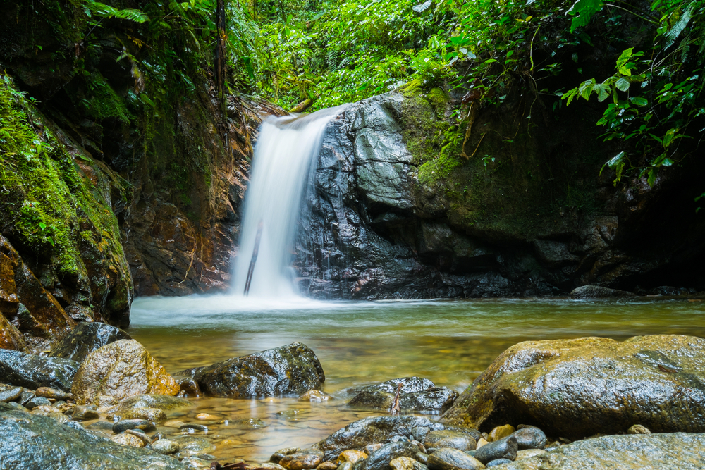 Podocarpus National Park
