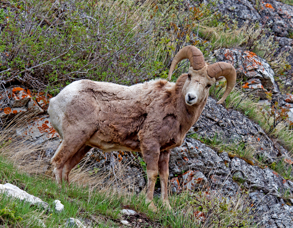 Waterton Lakes National Park