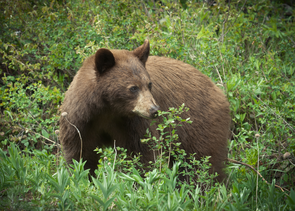 Waterton Lakes National Park
