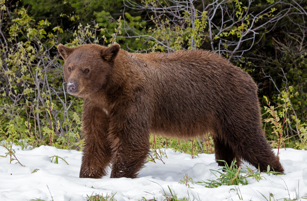 Waterton Lakes National Park