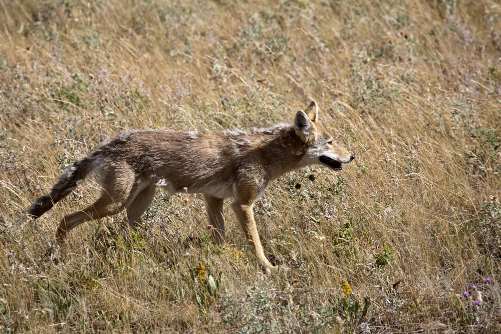 Waterton Lakes National Park