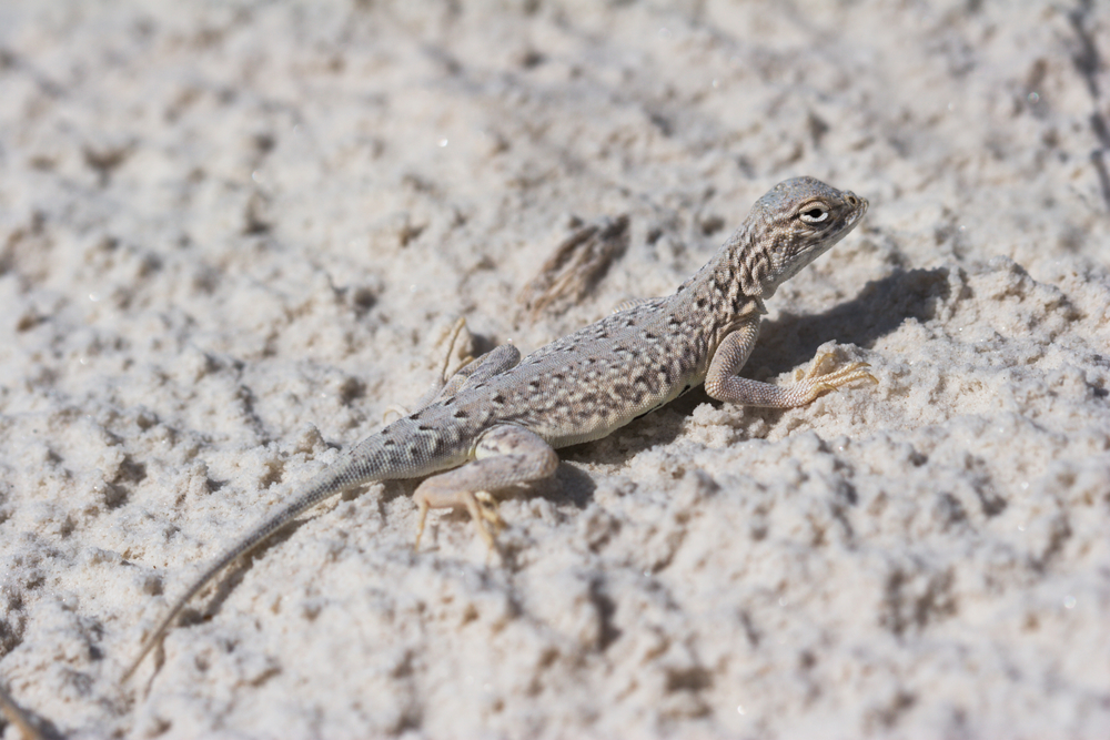 White Sands National Park