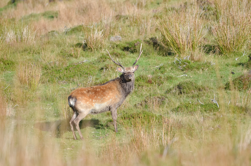Wicklow Mountains National Park