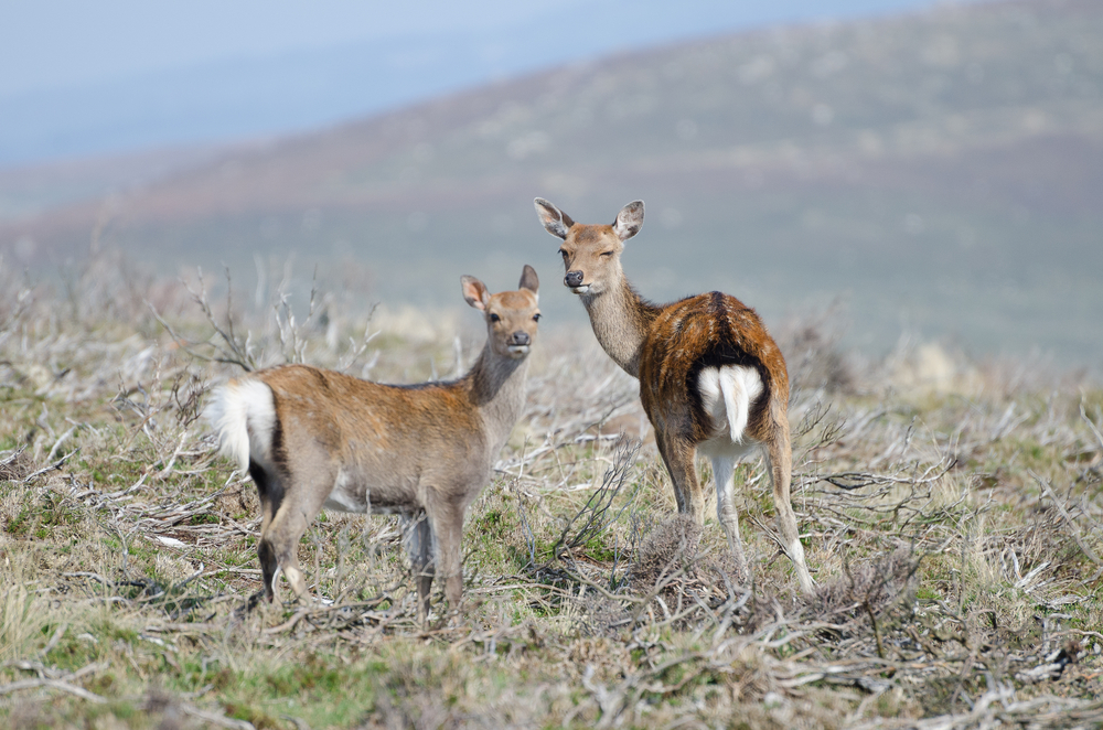 Wicklow Mountains National Park