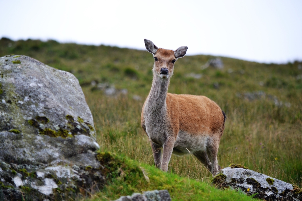 Wicklow Mountains National Park