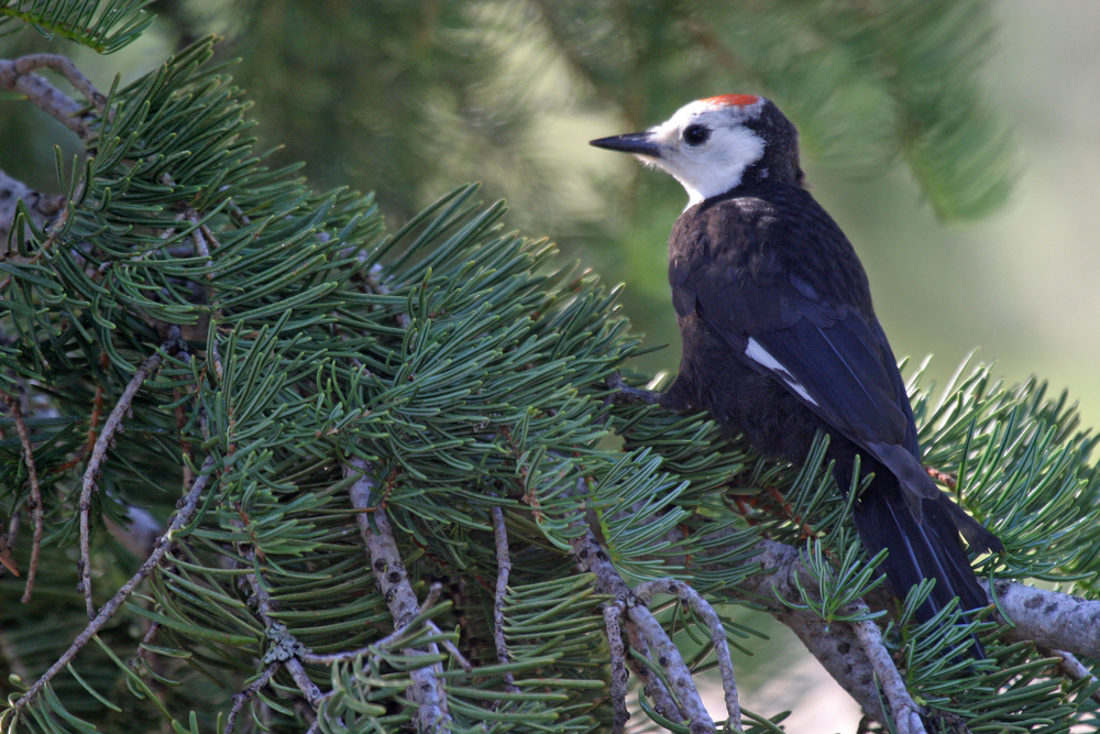 Lassen Volcanic National Park