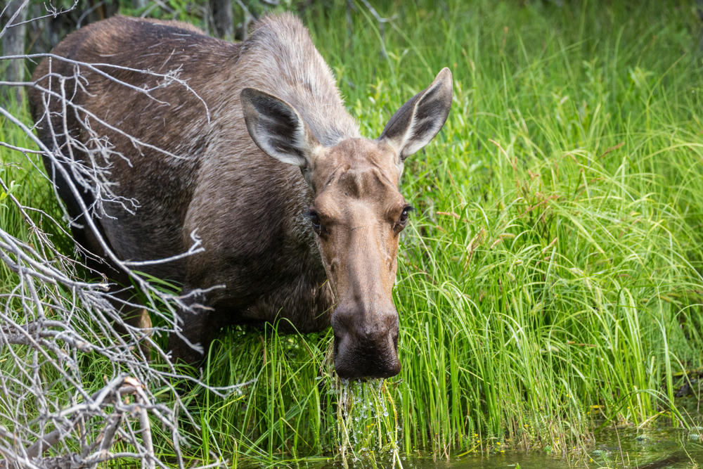 Wrangell-St. Elias National Park