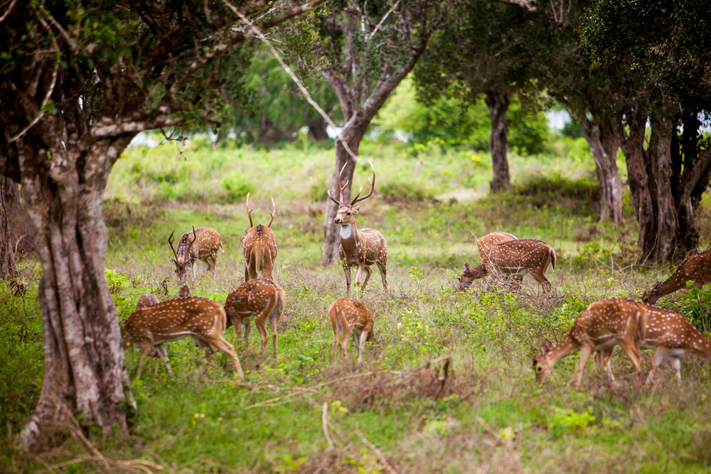 Yala National Park