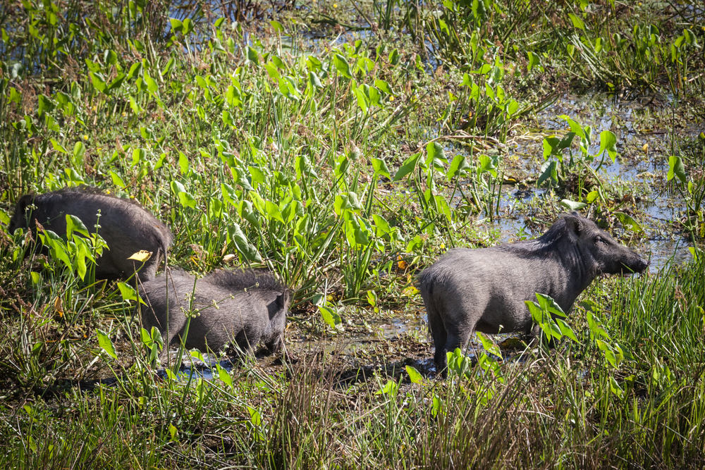 Yala National Park