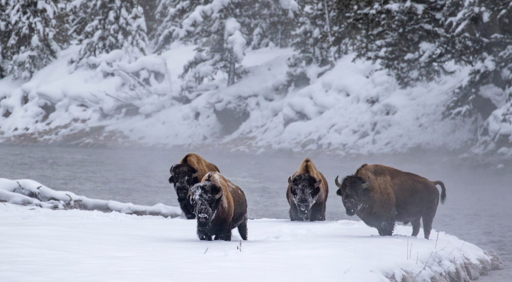 Yellowstone-National-Park-bison-in-snow-by-river