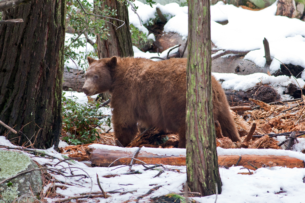 Yosemite National Park