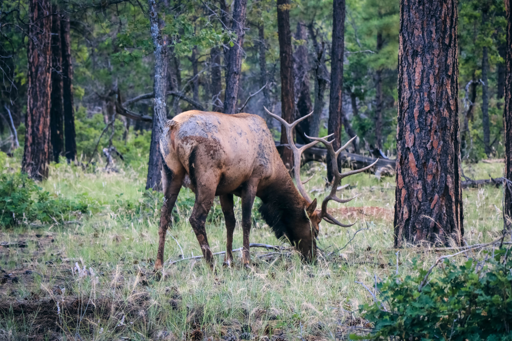 Yosemite National Park
