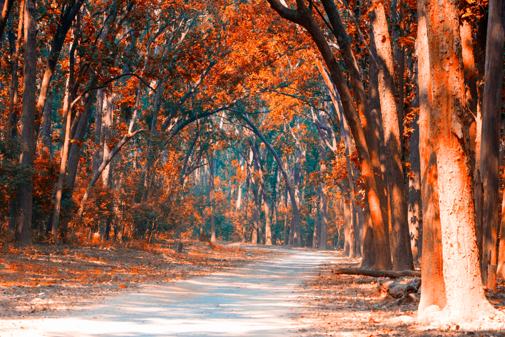Jim Corbett National Park