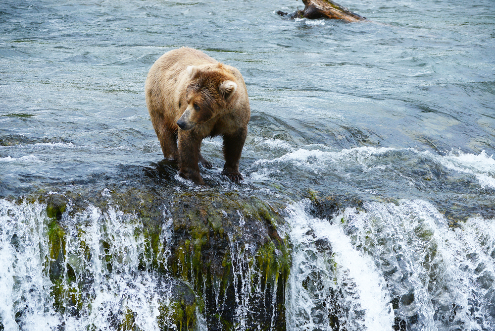 Katmai National Park