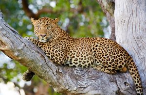 South Luangwa leopard