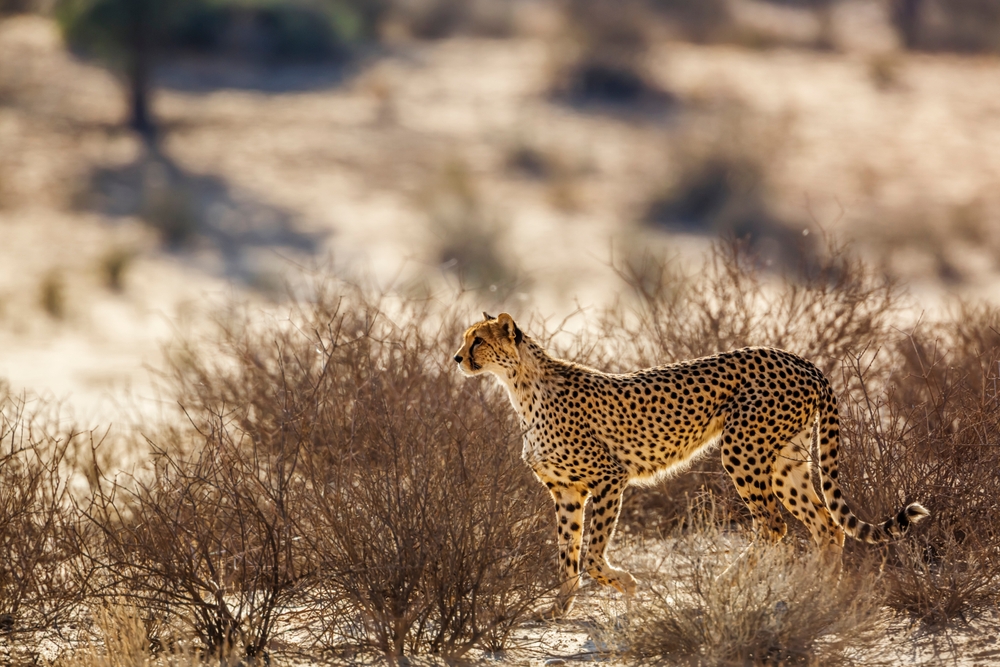 Kgalagadi Transfrontier Park