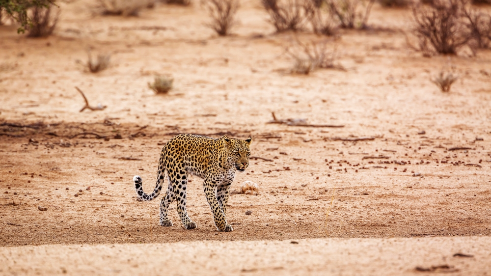 Kgalagadi Transfrontier Park