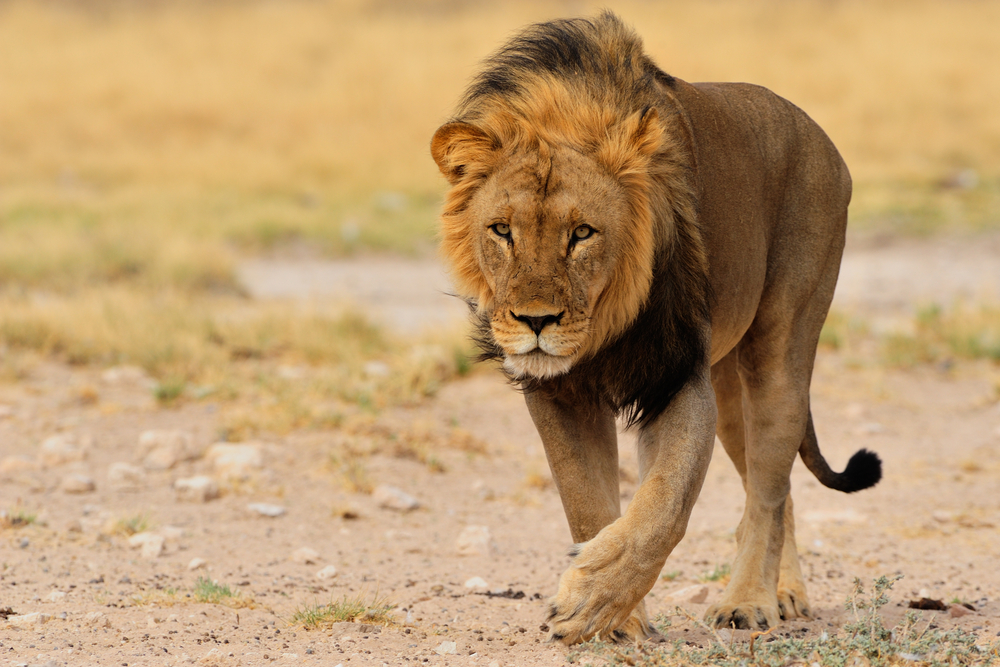 Kgalagadi Transfrontier Park