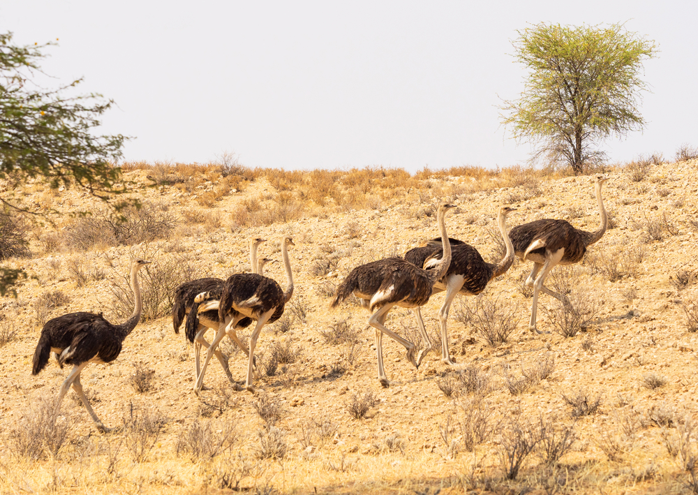 Kgalagadi Transfrontier Park