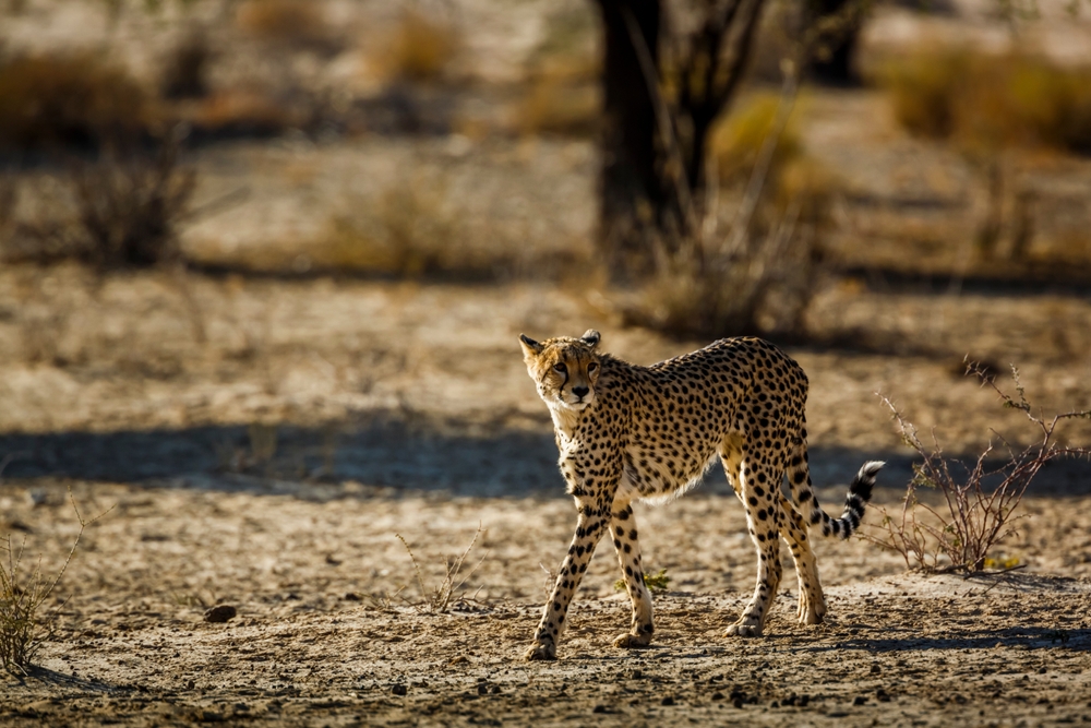 Kgalagadi Transfrontier Park