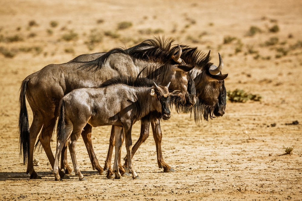 Kgalagadi Transfrontier Park