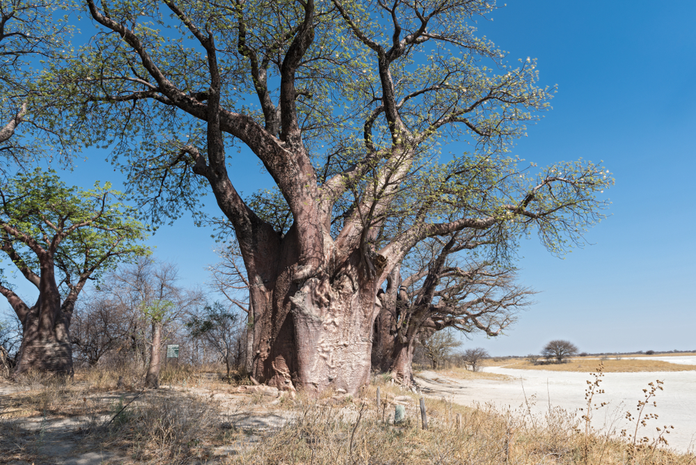 Makgadikgadi Pans National Park