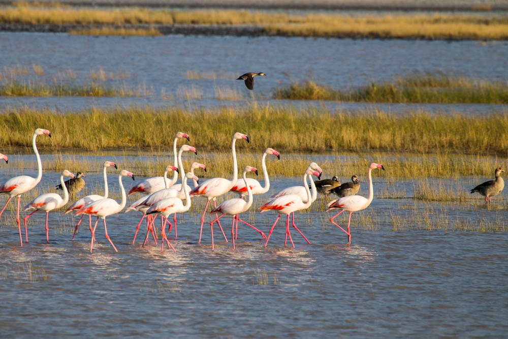 Makgadikgadi Pans National Park