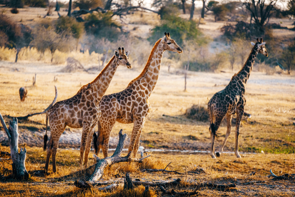 Makgadikgadi Pans National Park