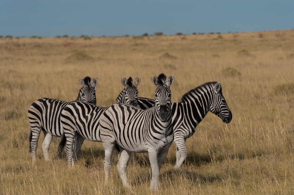 Makgadikgadi Pans National Park