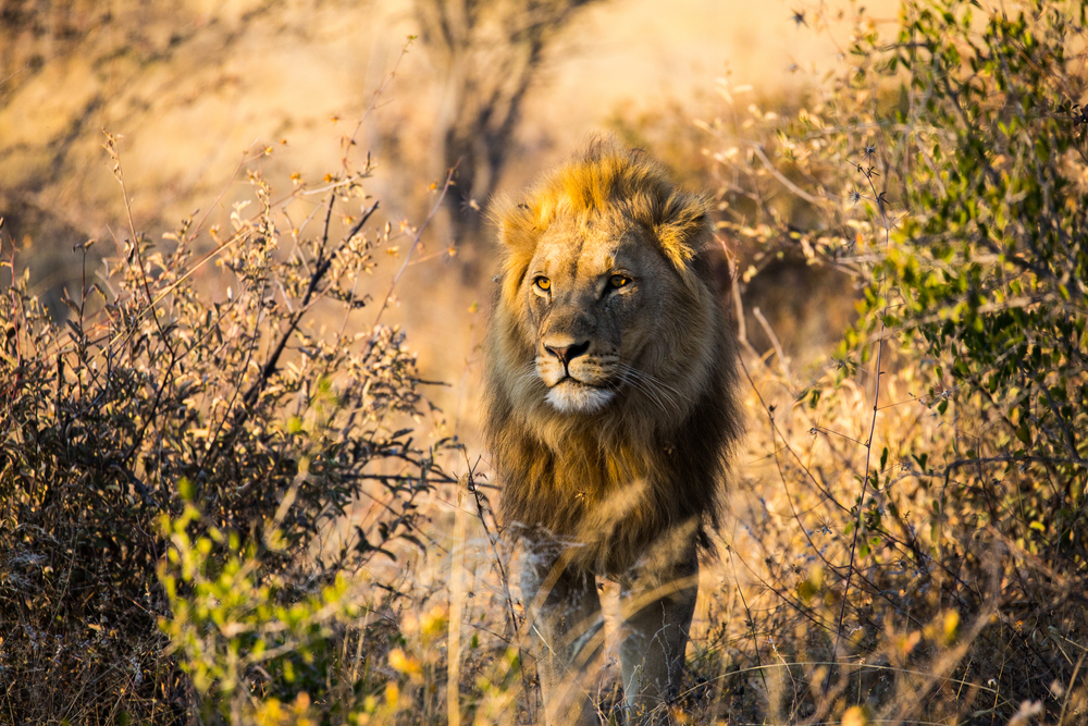Makgadikgadi Pans National Park