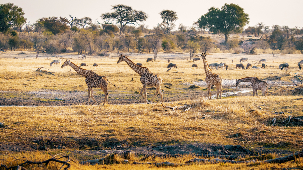 Makgadikgadi Pans National Park