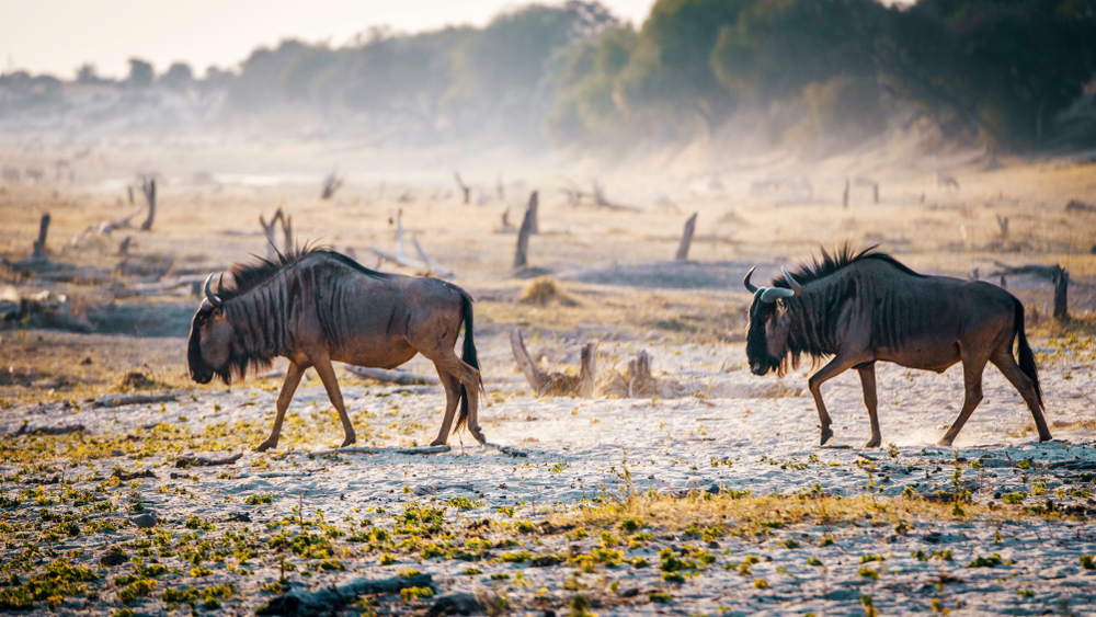 Makgadikgadi Pans National Park