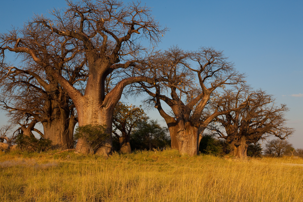 Nxai Pan National Park