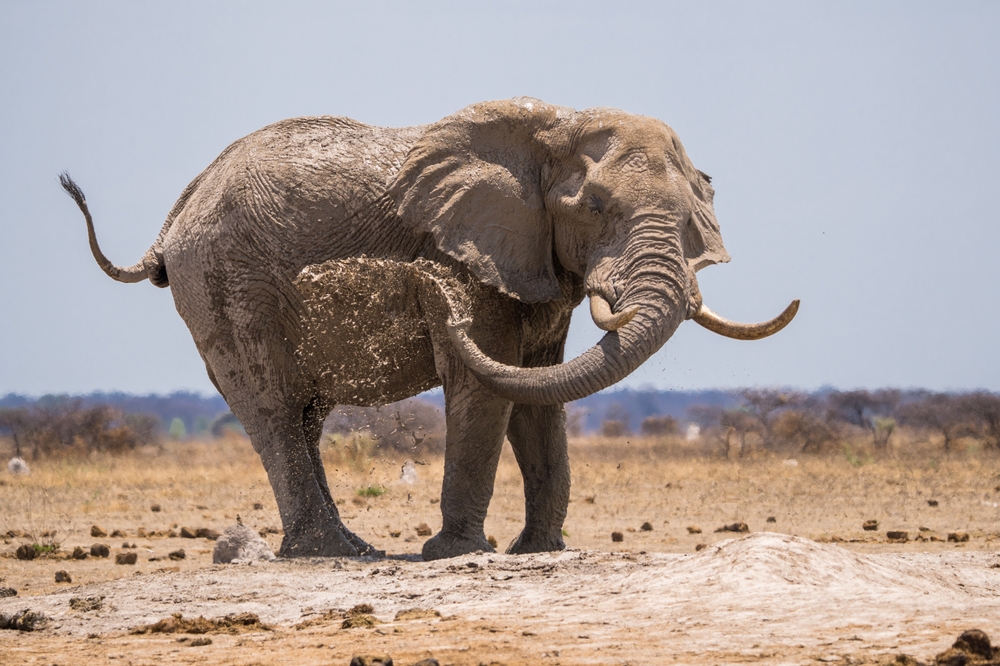 Nxai Pan National Park