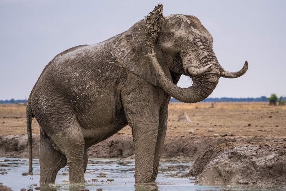 Nxai Pan National Park