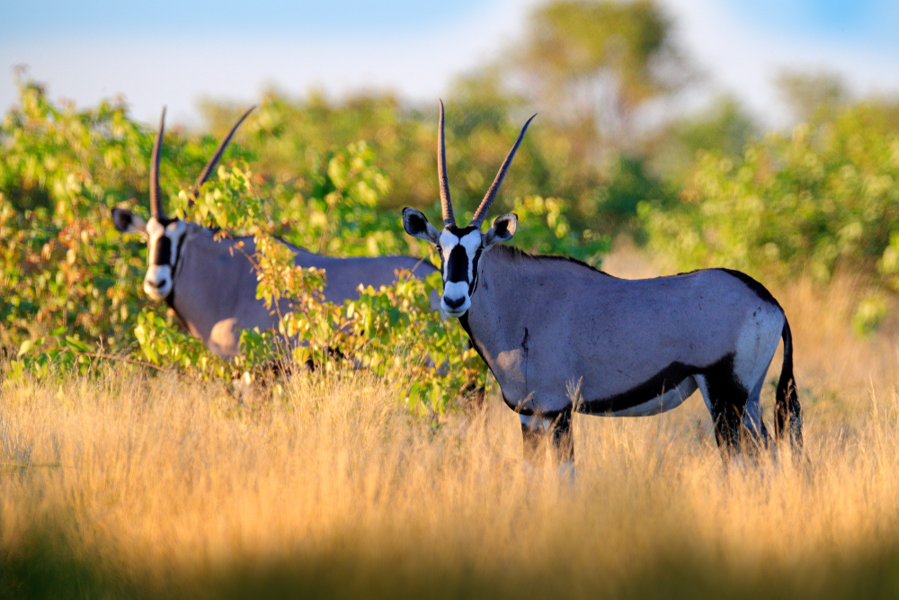 Nxai Pan National Park
