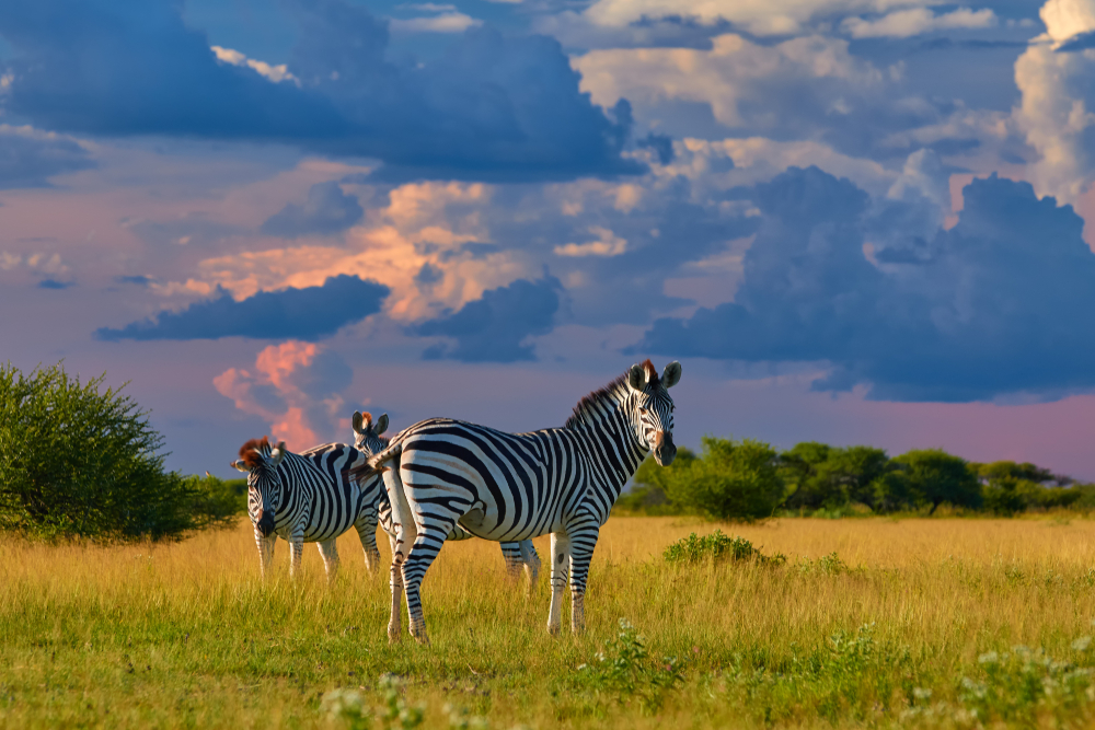 Nxai Pan National Park