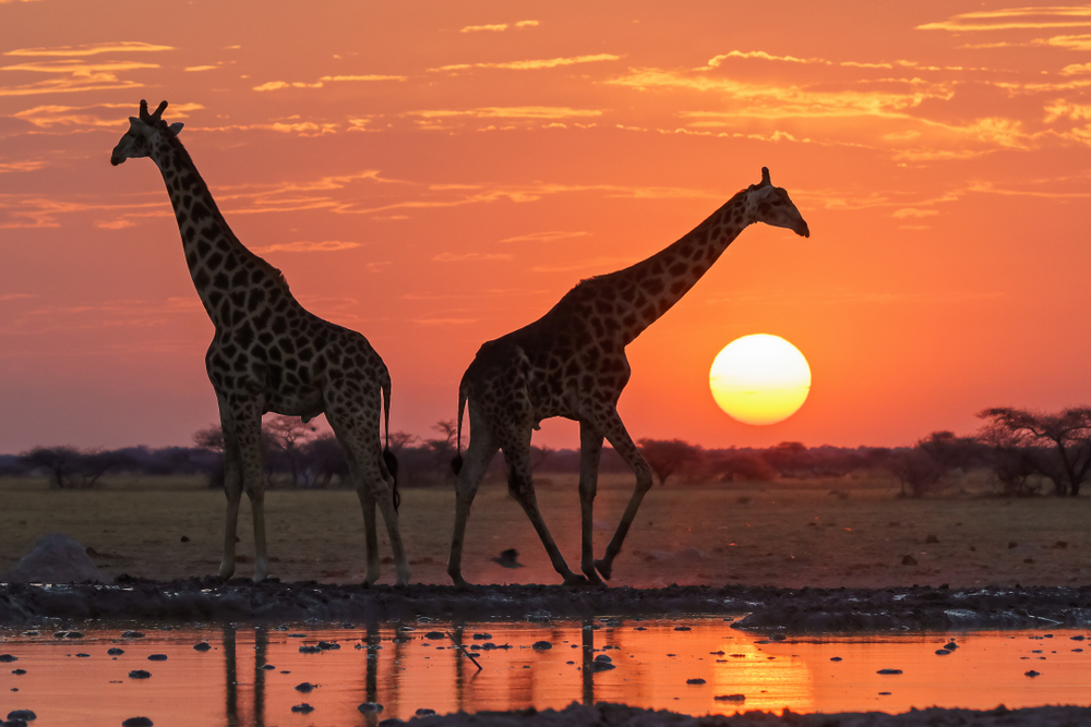Nxai Pan National Park