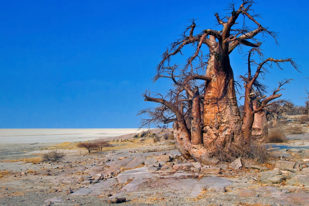 Nxai Pan National Park