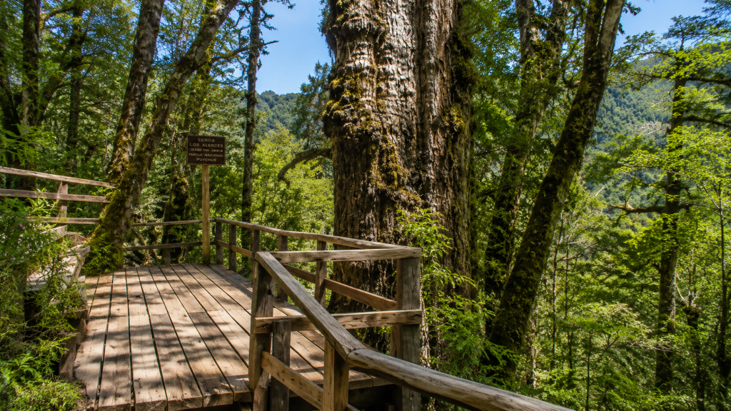 Alerce Costero National Park